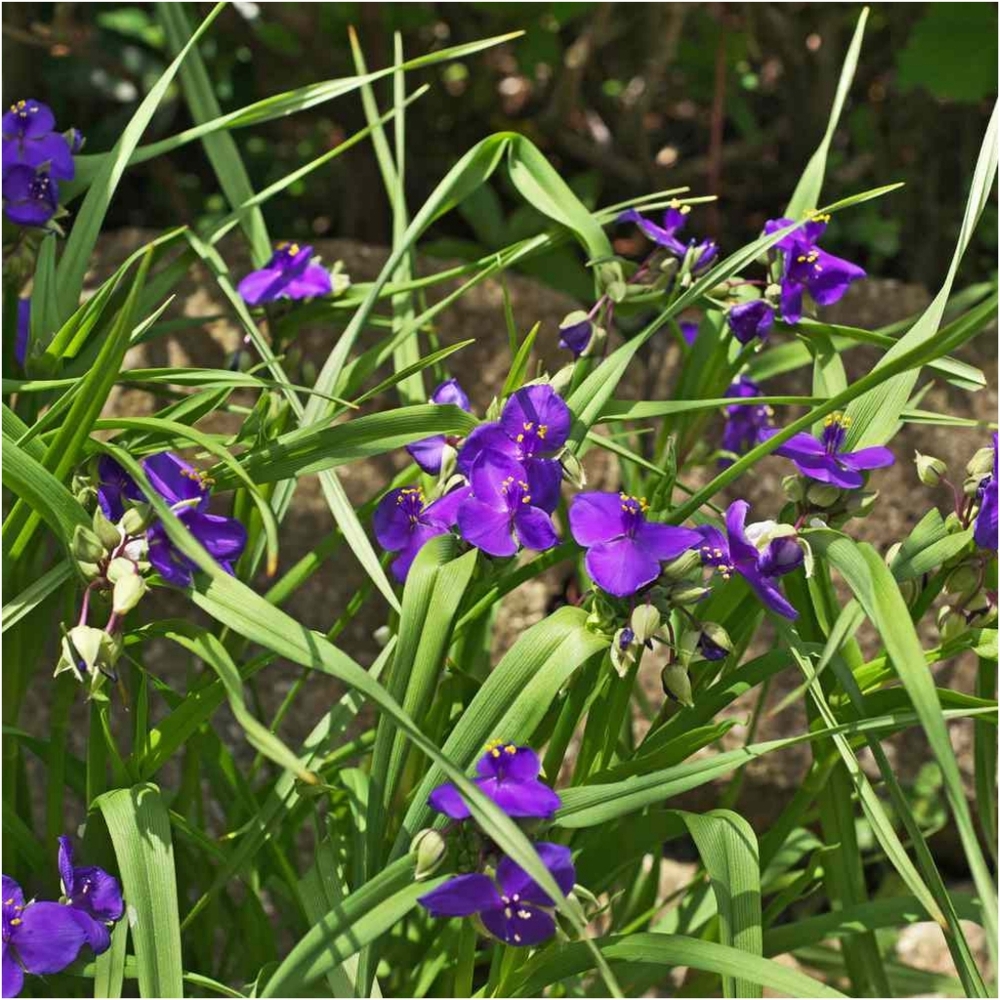 COPY - Spiderwort Plants 10 Bare Root Plants